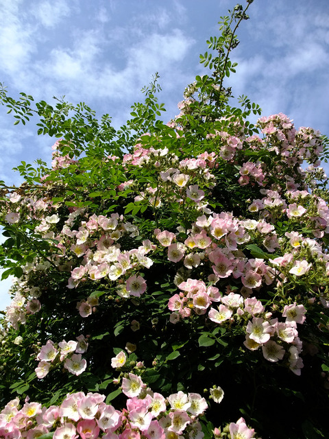 キュー　ランブラー9872