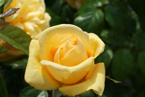 ティップン　トップsDSCF1843