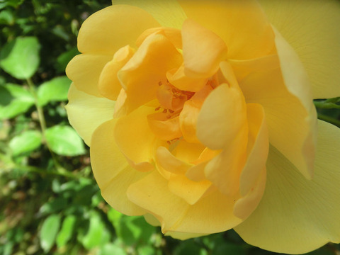 バター　カップ