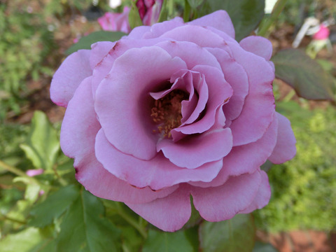 フェルゼン伯爵sCIMG6417