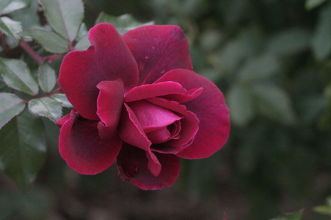 ジプシー　ソウルsIMG_5465