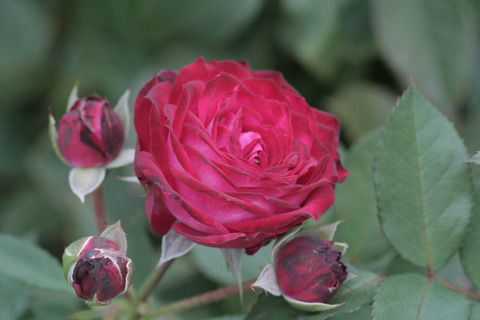 デュエット　バルコニアsIMG_7385