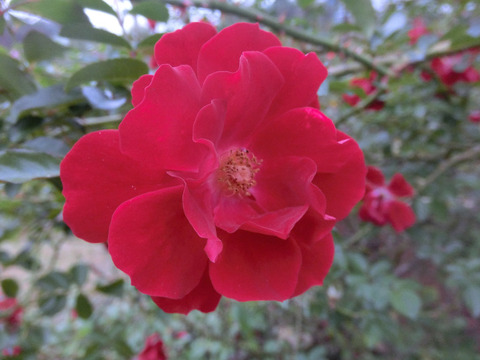 マイナー　フェアーsCIMG8520