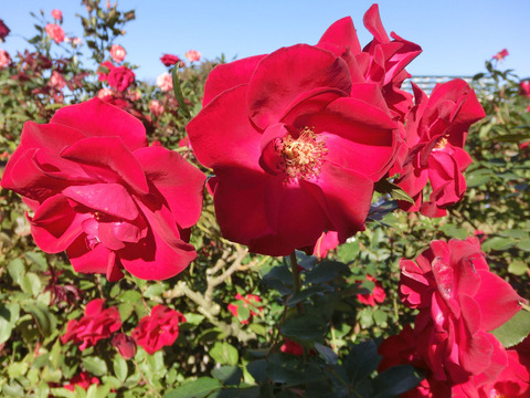 レッド　シンプリシティsCIMG8327