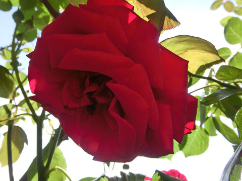 ウルメール　ムンスターsCIMG5045