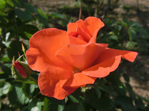 スケルツォsCIMG6723