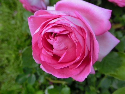 ロゼ　ピエール　ドゥ　ロンサール1633