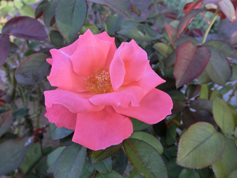 カトリーヌ　ドゥヌーブsCIMG6746