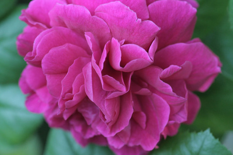 テス　オブ　ザ　ダーバーヴィルズ4349