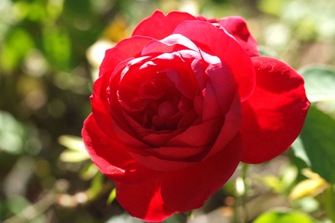 エル　ディ　ブレイスウェイトsDSCF9080