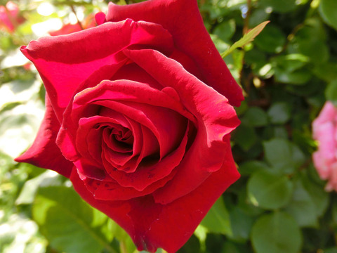 アンクル　ウォルターsCIMG5090