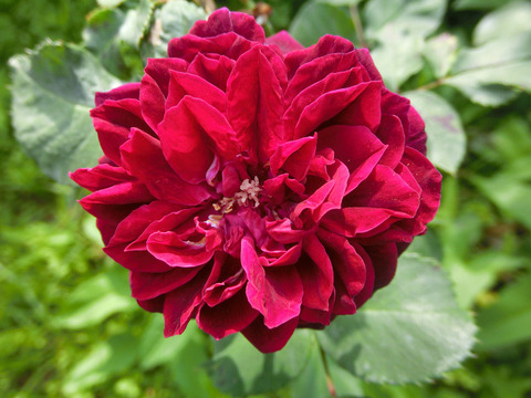 ドクター　カズヌープsCIMG4946