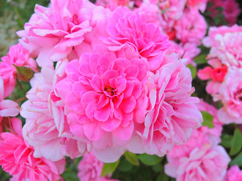 ロズマリン　’８９sDSCN7316