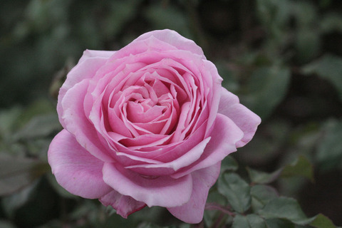 フューチャー　パフュームsIMG_5490