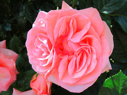 アフロディーテsDSCN5486