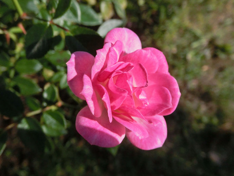 ひめ　姫　（ひめ）sCIMG8564