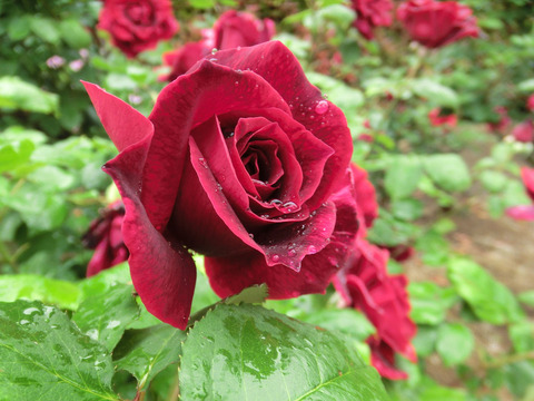 パパ　メイアンsCIMG6319