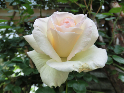 ハー　マジェスティsCIMG5677