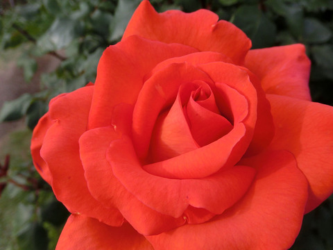 はなかがり　花かがり2689