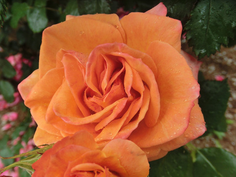 やちよにしき　八千代錦　（やちよにしき）sCIMG5926