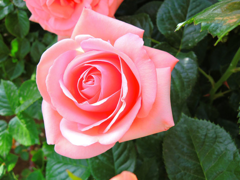 アフロディーテsDSCN5480