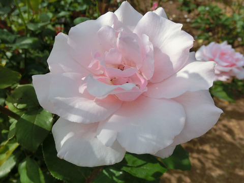 しゅんぽう　春芳　（しゅんぽう）sCIMG6520