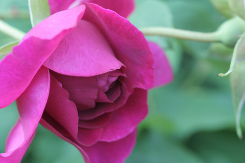 ザ　ダーク　レディ4412