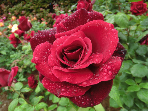 パパ　メイアンsCIMG6312