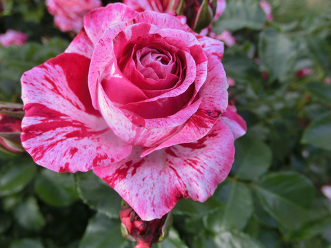 トイ　トイ　トイ！2743