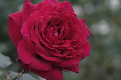 ウィンショッテンsIMG_7966