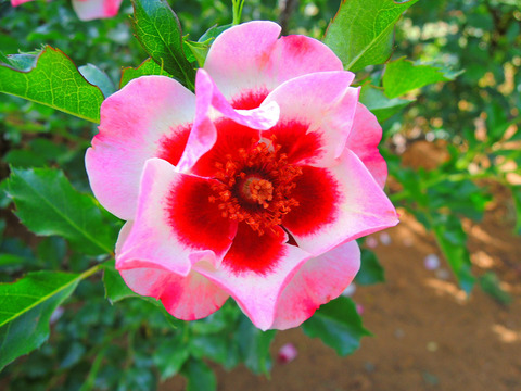 ピンク　トルマリン　バビロンsDSCN5499