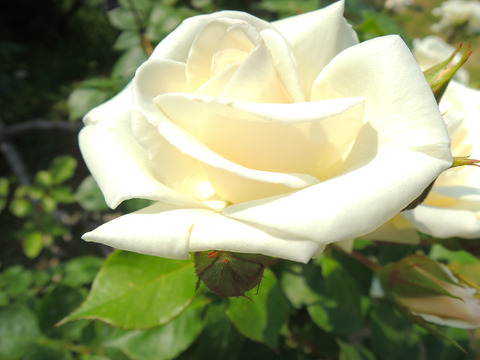 ぎんせかい　銀世界sDSCN3992