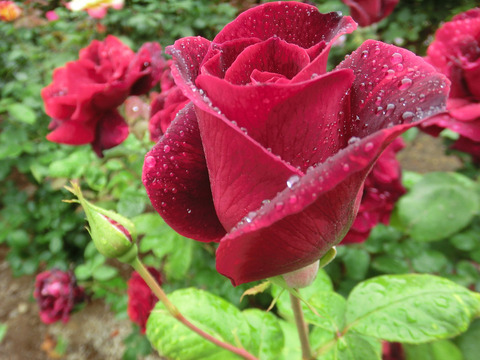 パパ　メイアンsCIMG6317