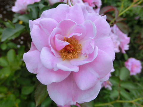 マチネsCIMG7166