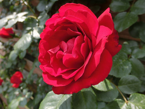 クリムゾン　スカイsCIMG3867