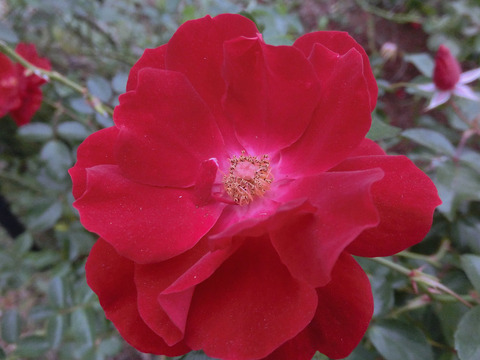 マイナー　フェアーsCIMG8515