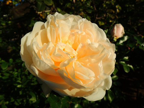 サマー　メモリーズ6429