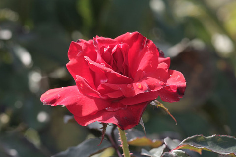 オリンピック　ファイアーsIMG_4722