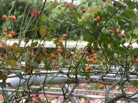 実sCIMG5520