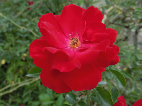 マイナー　フェアーsCIMG7532