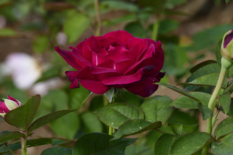 セブンス　ヘブンs_1220563