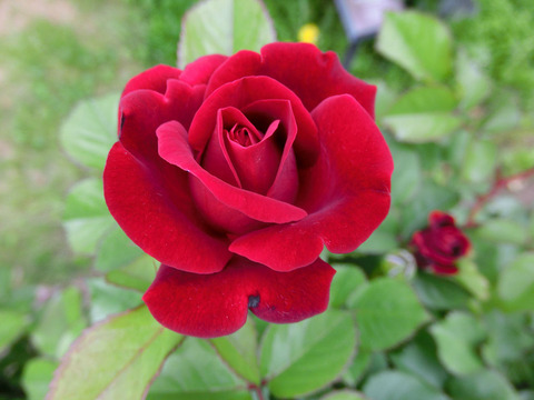 ヒューマニティー1002