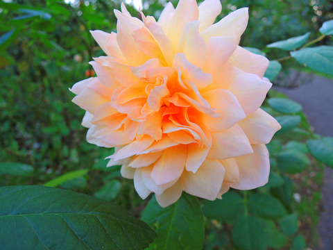 グレイスsDSCN9388