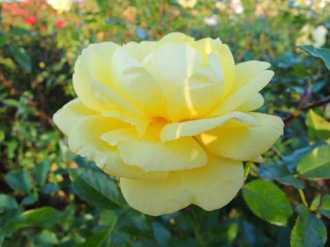 エミール　ノルデ6570