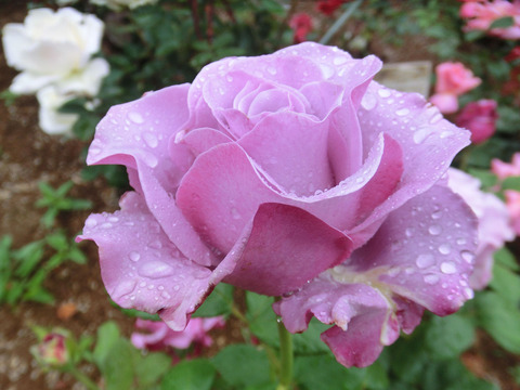 ネプチューンsCIMG6240