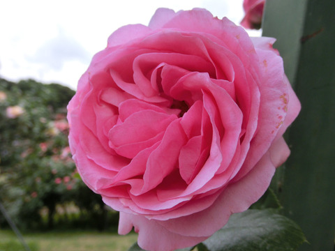 ジャスミーナsCIMG4837