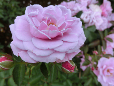 マチネsCIMG7170