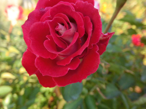 がくのゆめ　岳の夢sCIMG8966