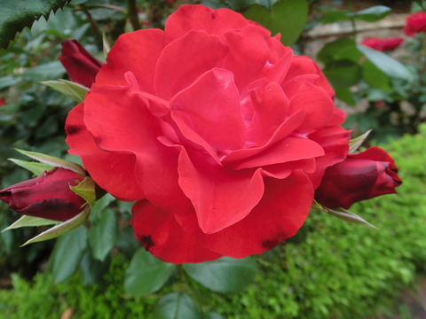 フランベーsCIMG5759