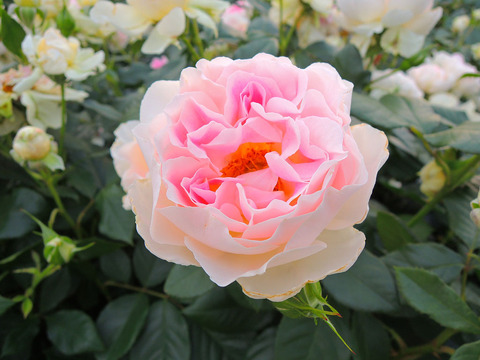 ホリデー　アイランド　ピオニーsDSCN7345